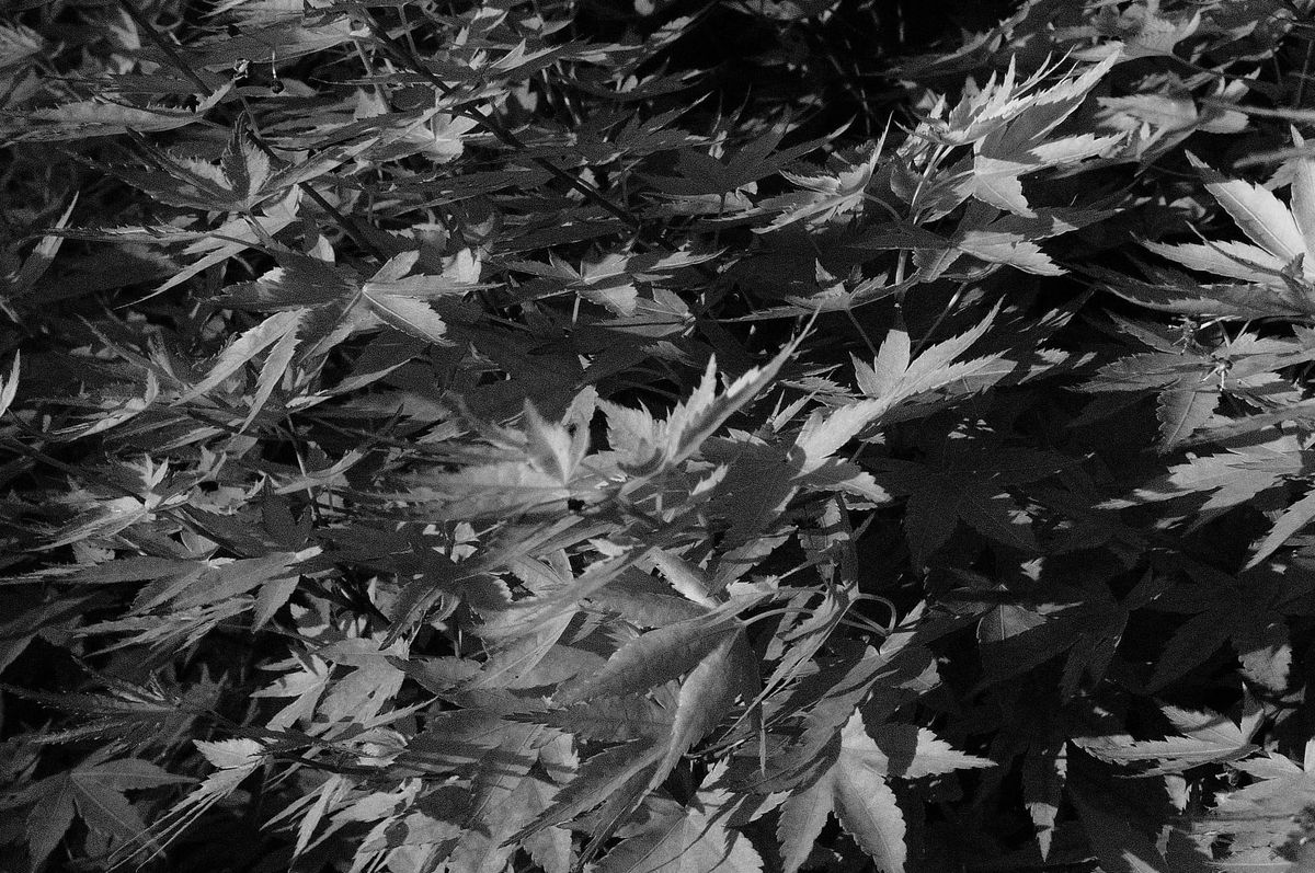 Grainy black and white image of Japanese maple leaves in late afternoon sunlight
