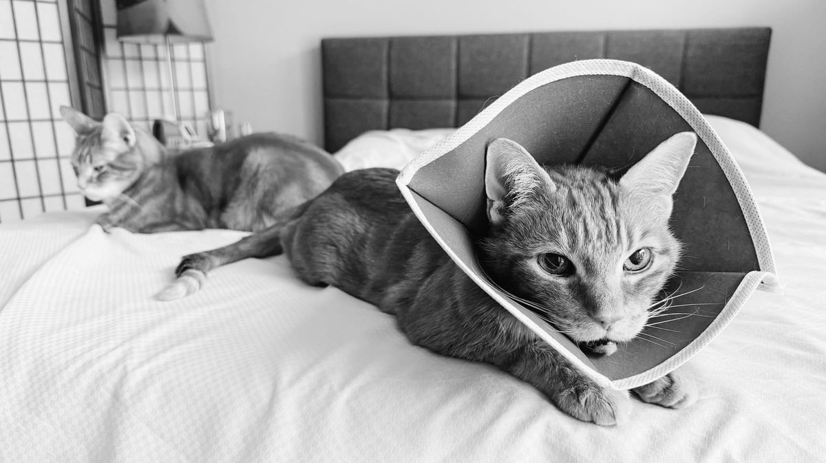 Widescreen black and white picture of a cat wearing a protective, post-surgery cone in the right foreground lying on a bed, his brother cat behind on the left