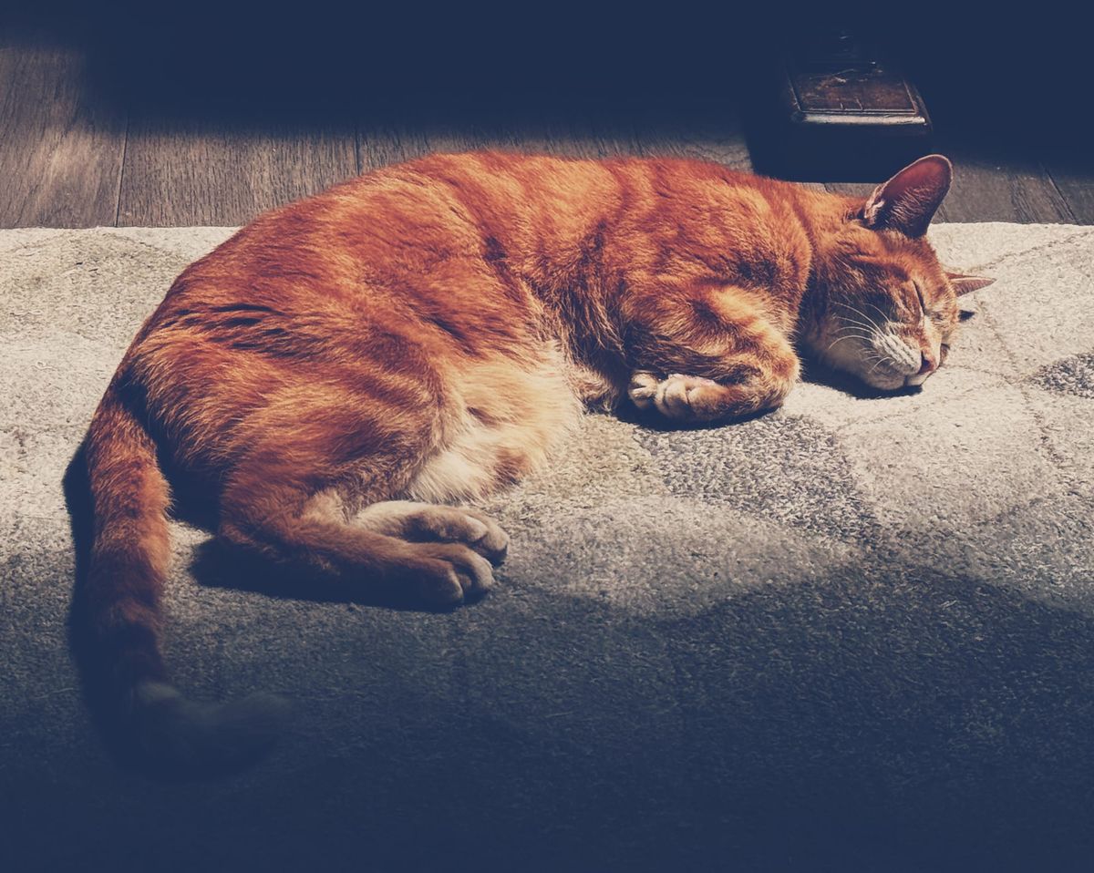 Orange tabby curled up on a gray rug with a geometric pattern, most of his body in bright sunlight, his back feet and tail in shadow