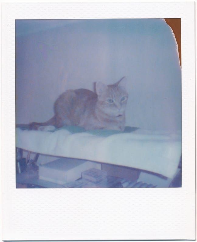 Small Polaroid image of an orange tabby sitting on top of towels on a shelfing unit, looking off to the side of the camera