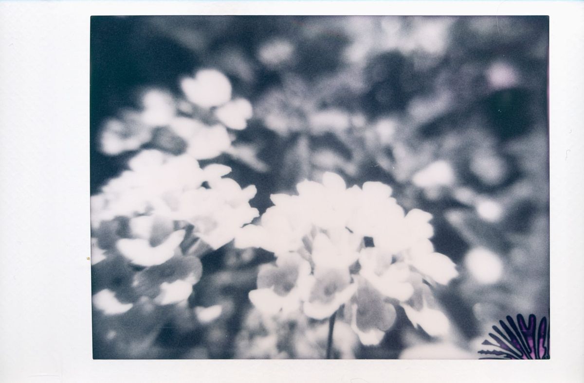 Monochrome close up of lantana flowers in bright sunlight, with lens distortion around the edges of the frame, and a small instant film development blemish in lower right corner