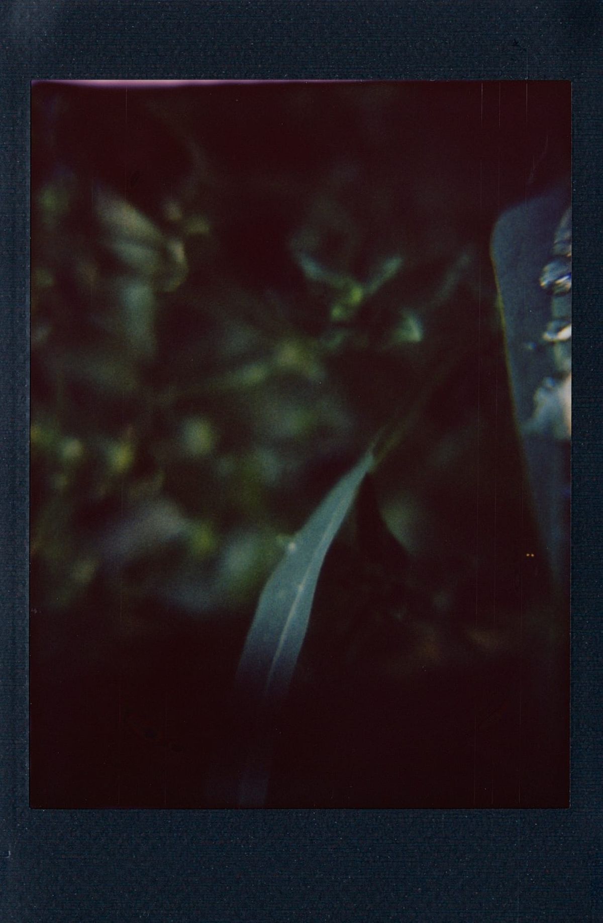 Out of focus, dark, close-up picture of weeds after a rain; intended subject, a leaf covered with rain drops, is cut off on right side, remaining leaves on left, out of focus