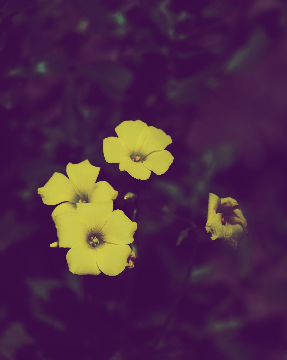 Close-up of unknown 3 fresh yellow flowers and a wilted yellow flower against a dark background of the stems and leaves of the plant