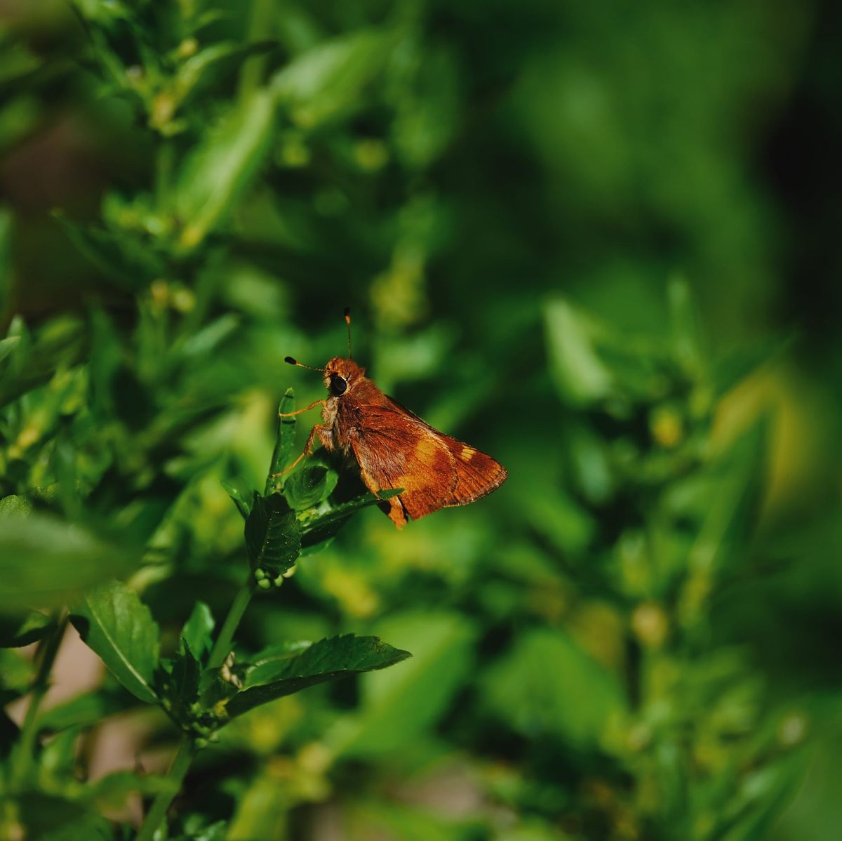 Close-up picture of an unknown, small brown moth sitting on unknown green foliage