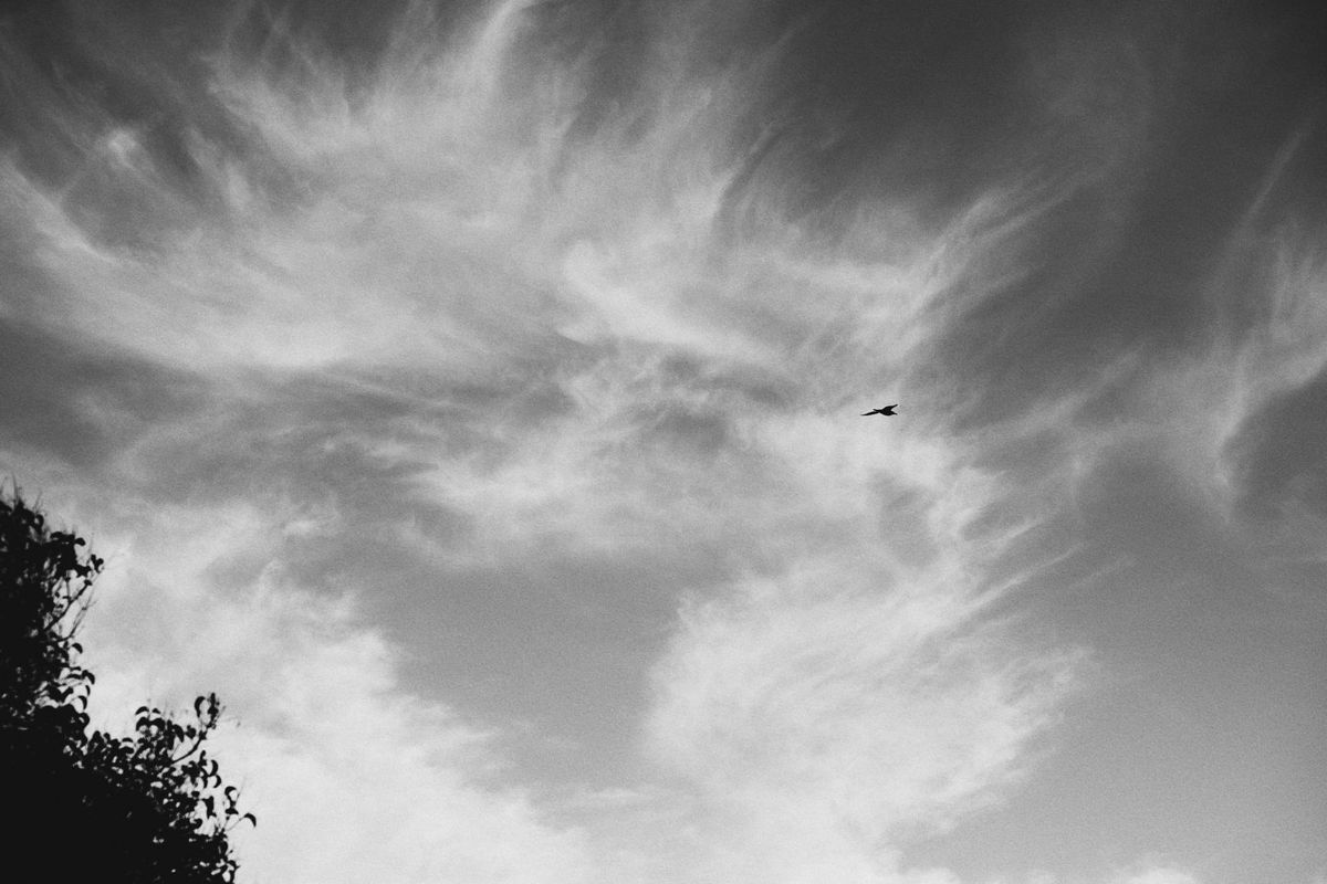 Black and white image of wispy clouds making an abstract pattern in the sky, a lone bird flying across, a treetop silhouette in the foreground, lower left corner