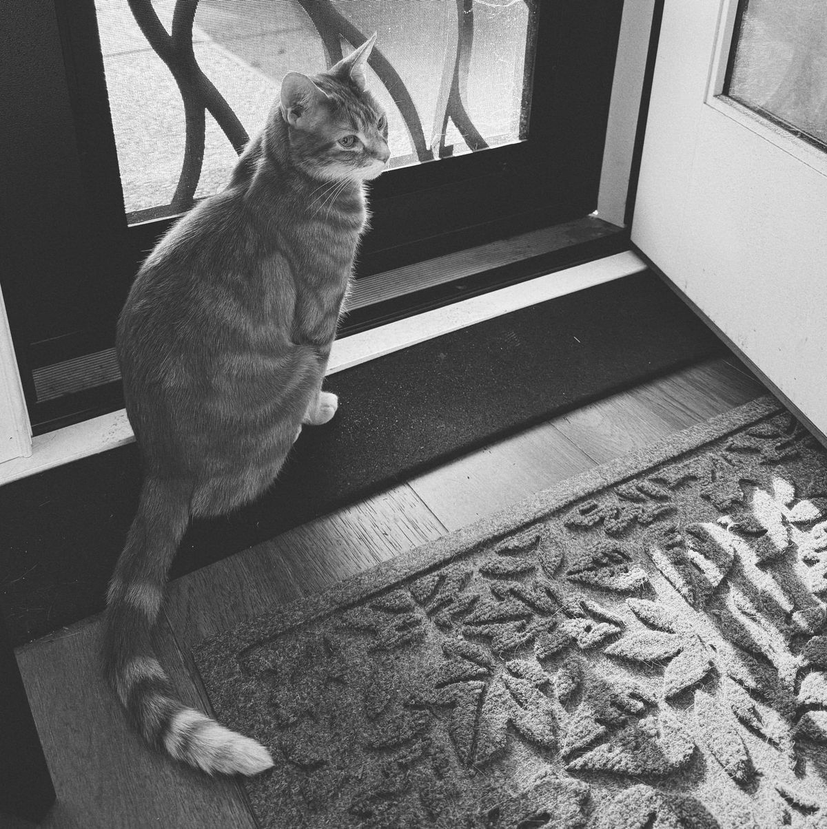 Square-framed black and white picture of a cat sitting at a screen door, looking backwards to the right of the camera, a textured mat with leaf shapes in foreground