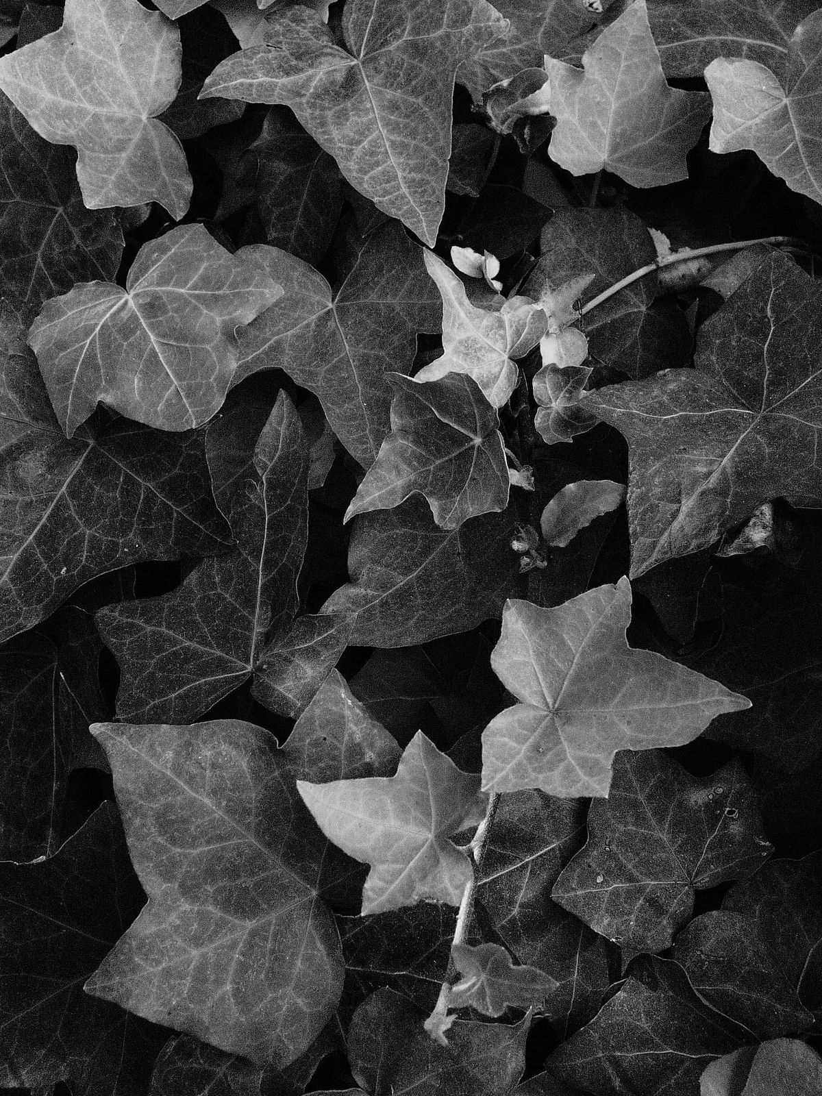 Black and white image of ivy ground cover, some leaves appearing lighter in the middle