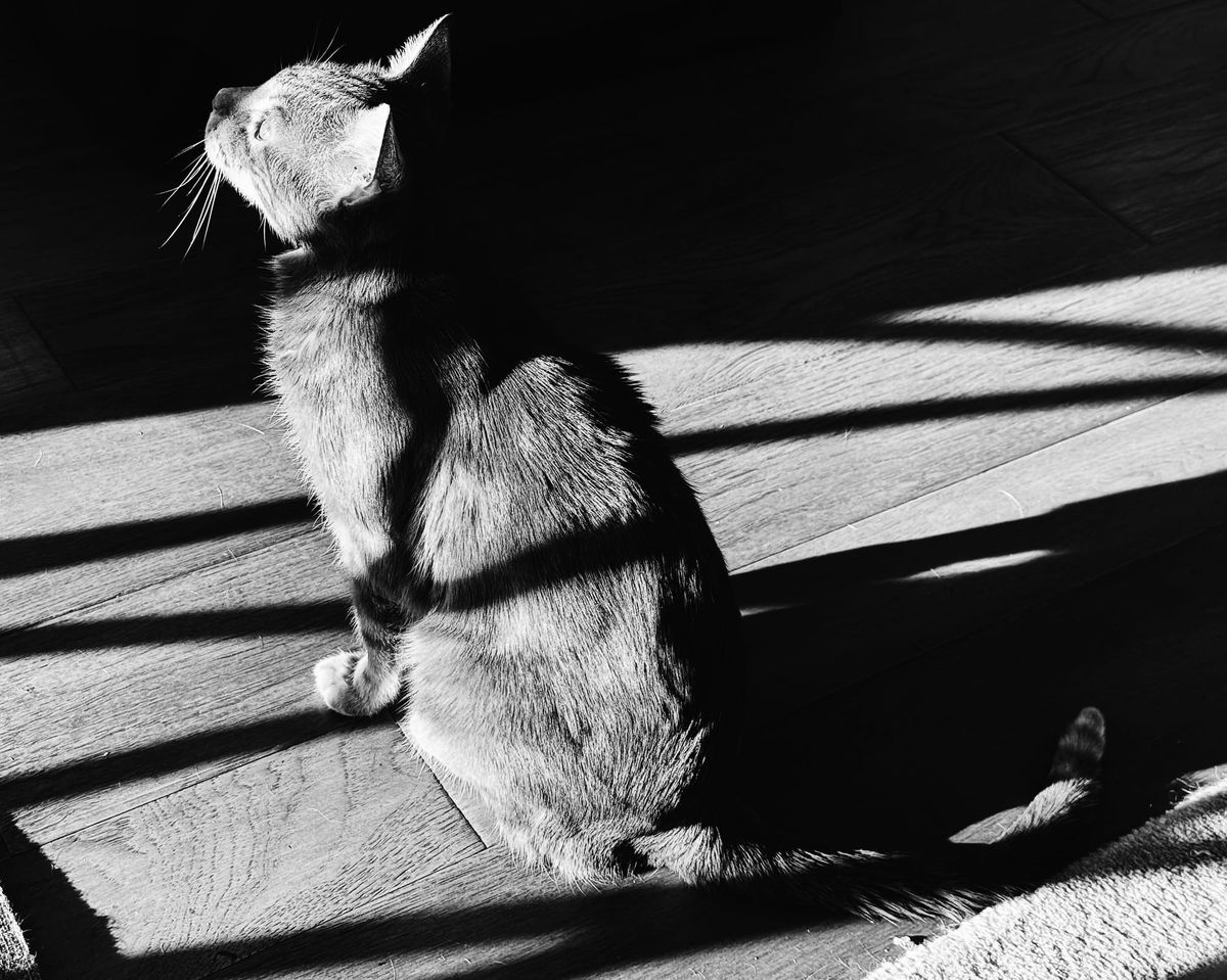 High-contrast black and white photo of a cat sitting on a hardwood floor, looking up and away from the camera, his face in strong sunlight and dark shadow behind him