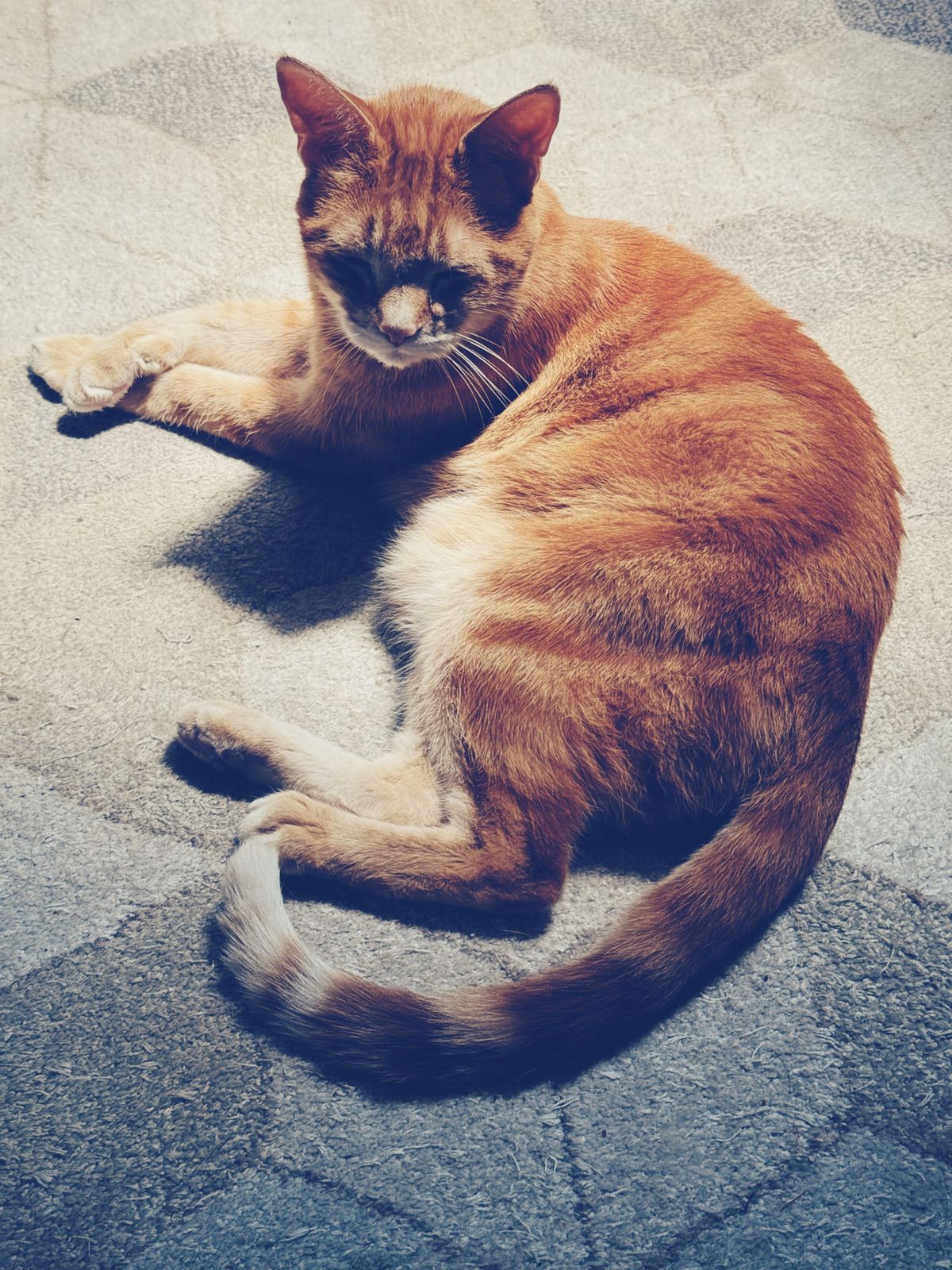Faded, cool-toned picture of an orange tabby cat laying on a neutral-colored rug with a geometric pattern, his front paws crossed, his eyes closed against the bright sunlight