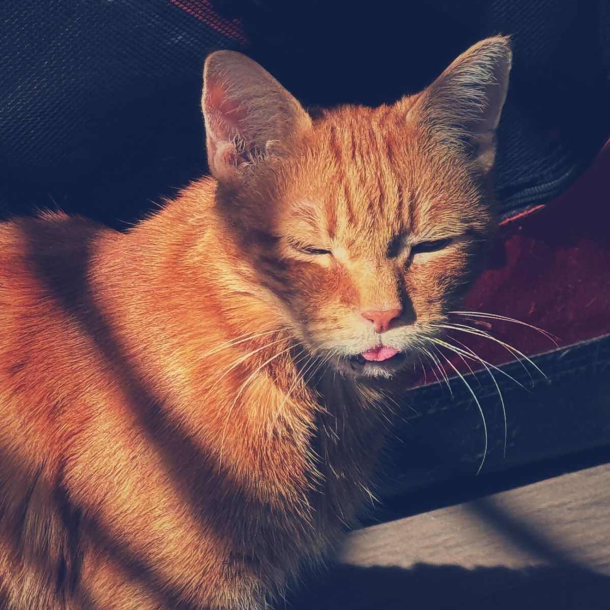 Square-framed picture of an orange tabby cat looking towards the camera, squinting because of the sun in his face, his tongue sticking out
