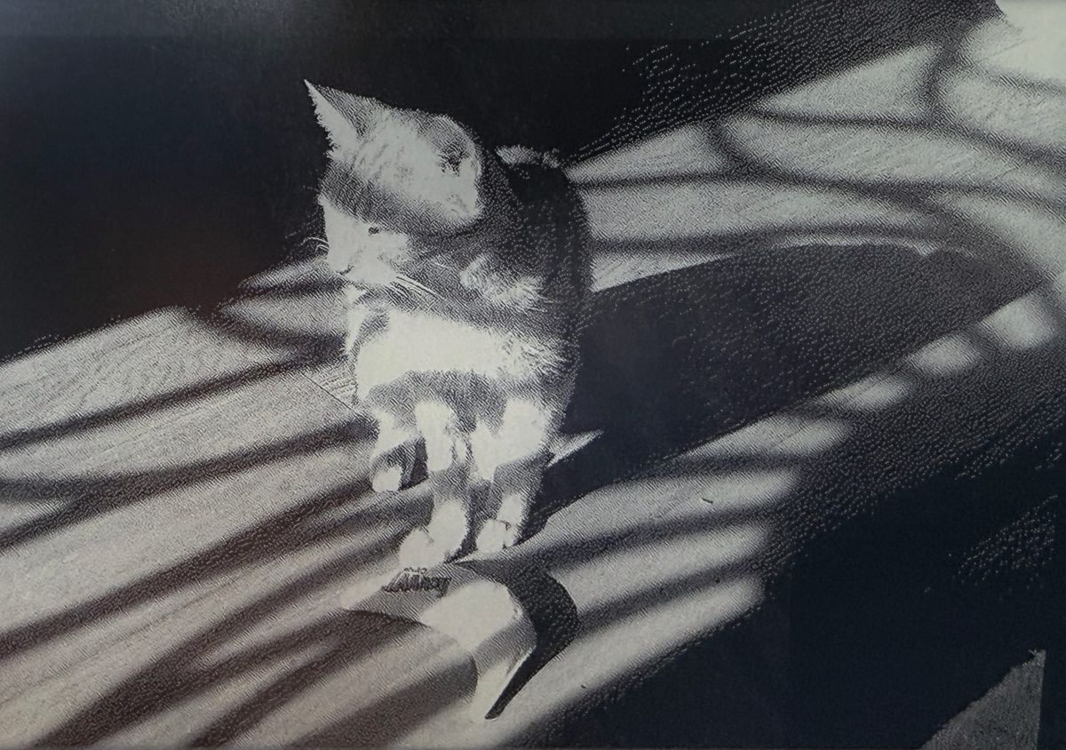Monochrome picture of a cat sitting on the floor in a sunlight/shadow pattern made by an abstract flower design of a screen door, a banana-shaped cat toy at his feet