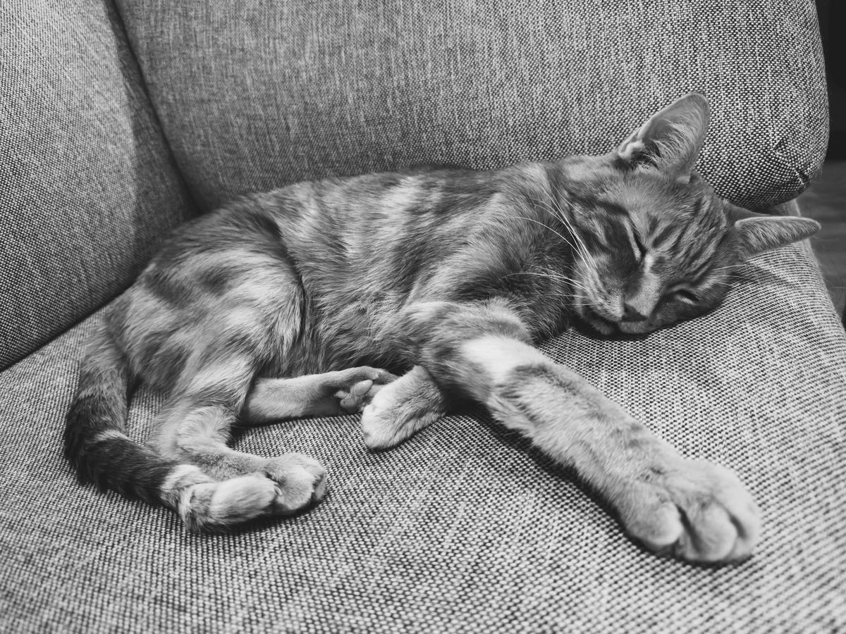 A black and white image of a tabby cat lying on his side, facing the camera, eyes closed, with his right paw extended