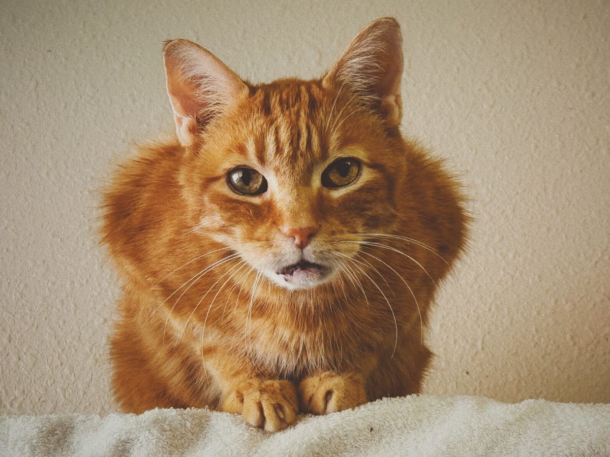 An orange tabby cat crouching at the top of a tall shelving unit, on a white towel, looking intently at the camera