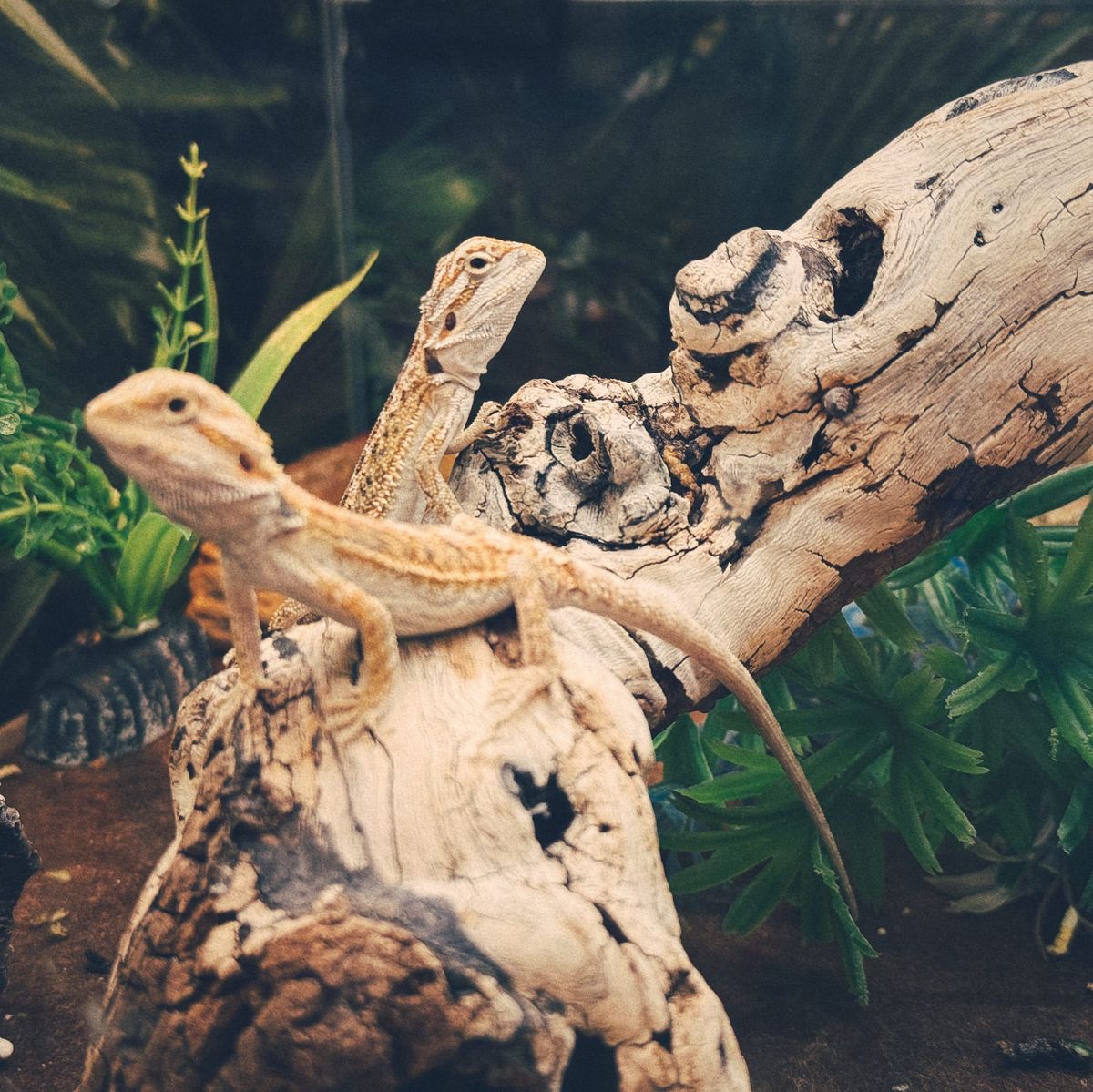 Two unknown small lizards with off-white and tan coloring sitting on a bleached, gnarly wooden branch in a tank with plastic foliage in the background