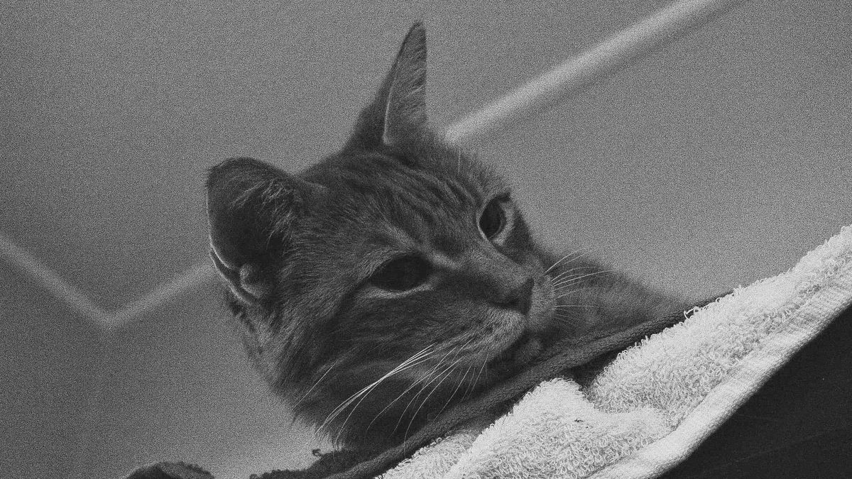 Very noisy black and white picture looking up at a cat lying on towels at the top of a shleving unit, the cat looking to the right of the frame
