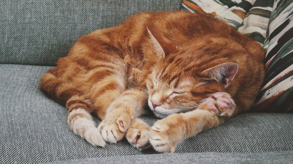 Orange tabby curled up, sleeping on a gray upholstered couch, one of his back feet sticking out from under his face, making things look awkward, unreal