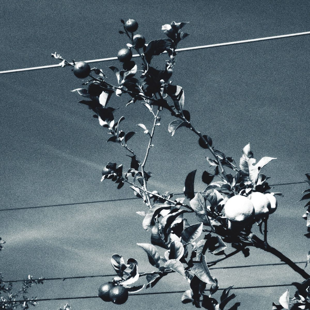 Monochrome, grainy picture of a lemon tree's branches with power lines in the background, the silhouette of a sitting hummingbird hidden in the middle of the frame