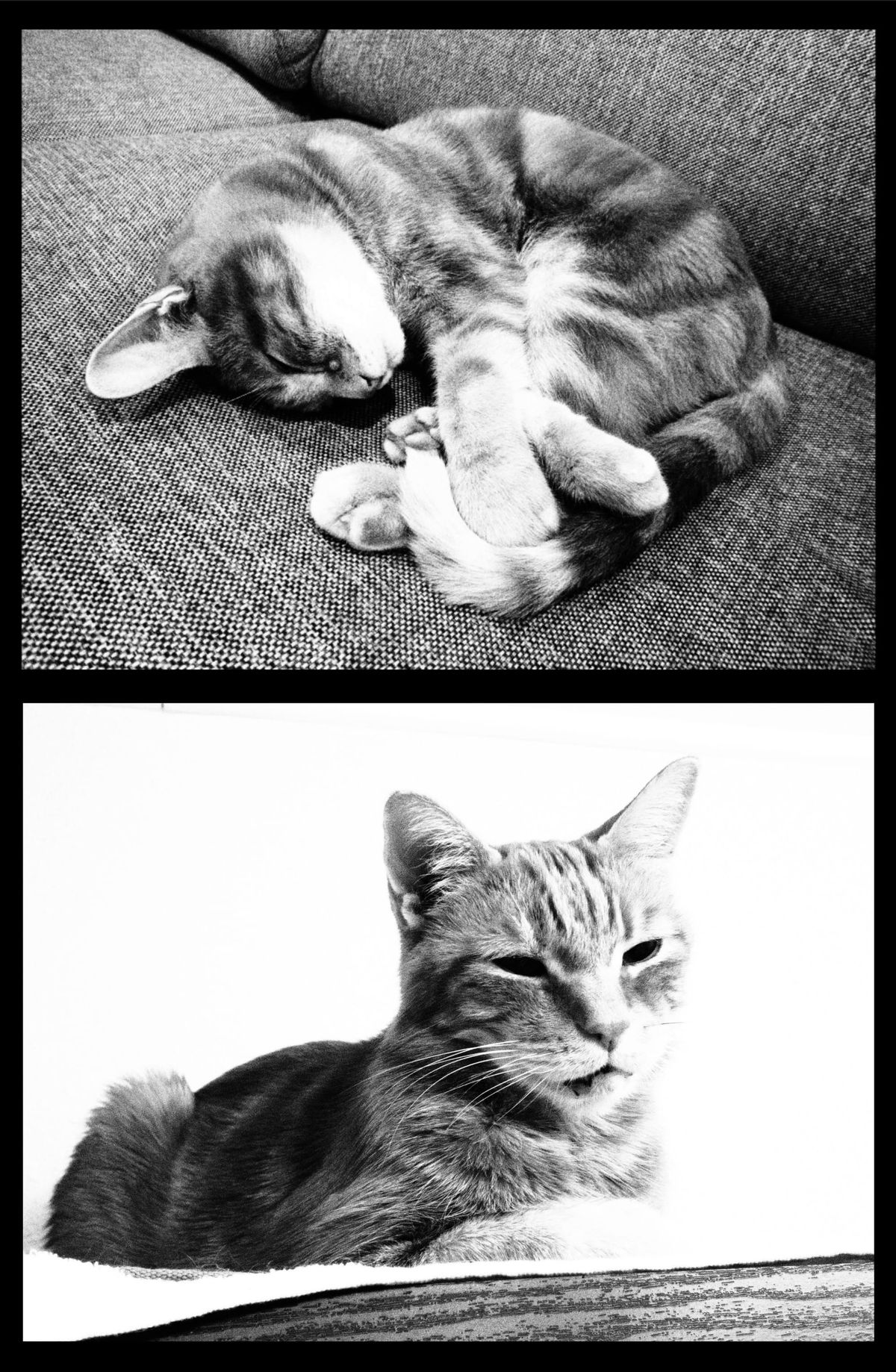 Vertical diptych of two black and white pictures of a cat, one curled into a ball sleeping on a gray couch, the other loafing on a shelf with a bright white background