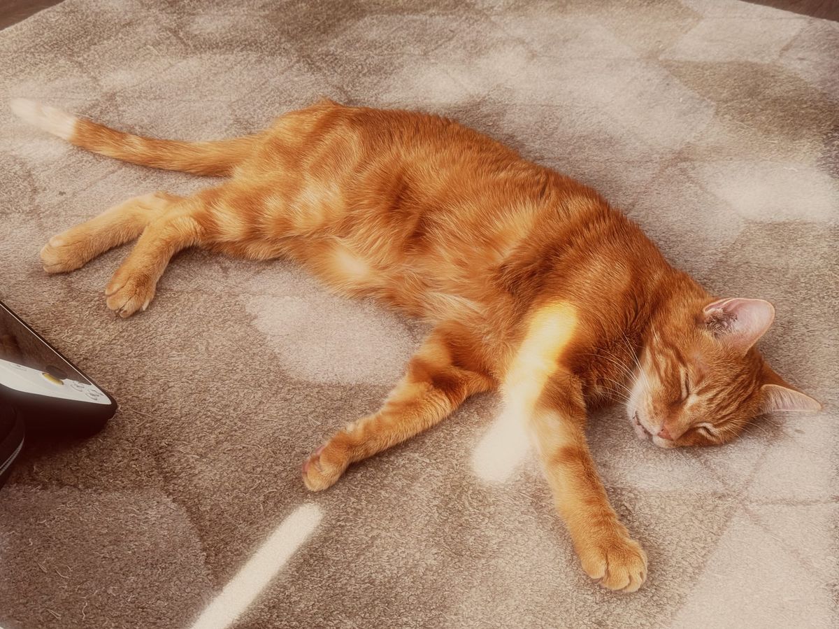 Orange tabby sprawled out on a beige rug with a geometric pattern, a shard of sunlight shining on the cat's front right leg