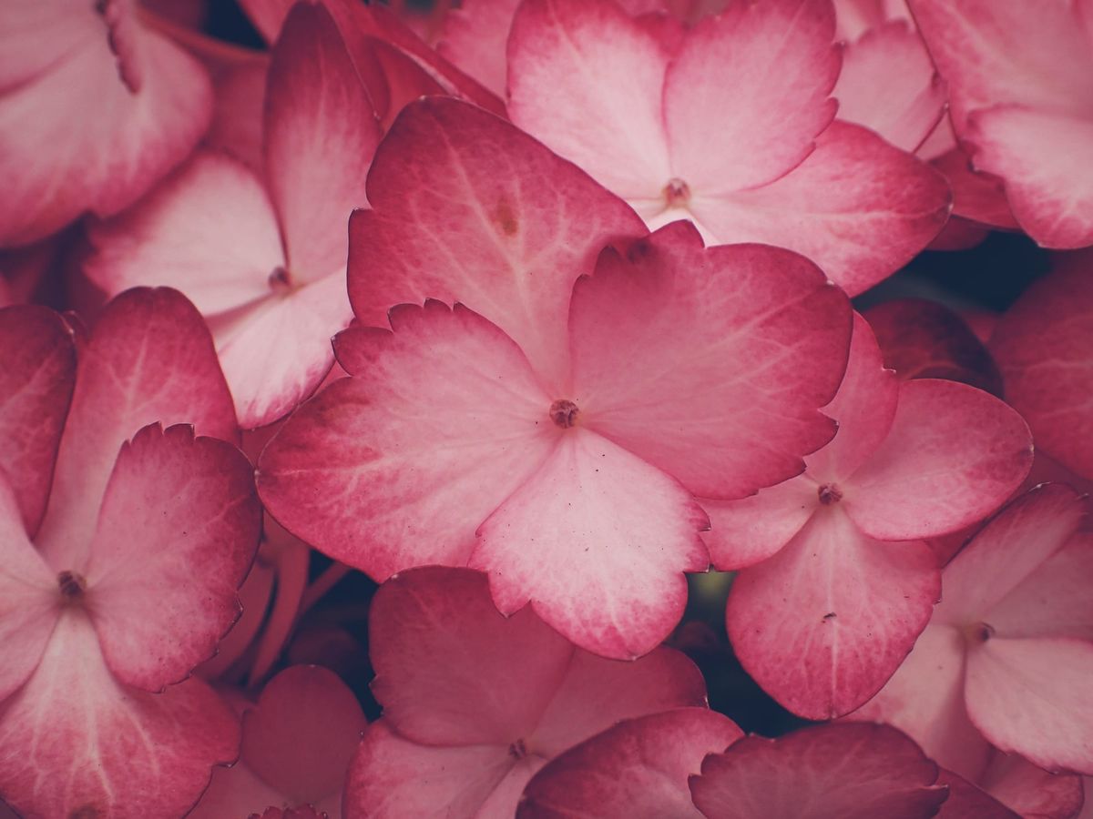 Close-up of vibrant pink-red hydrangea blooms