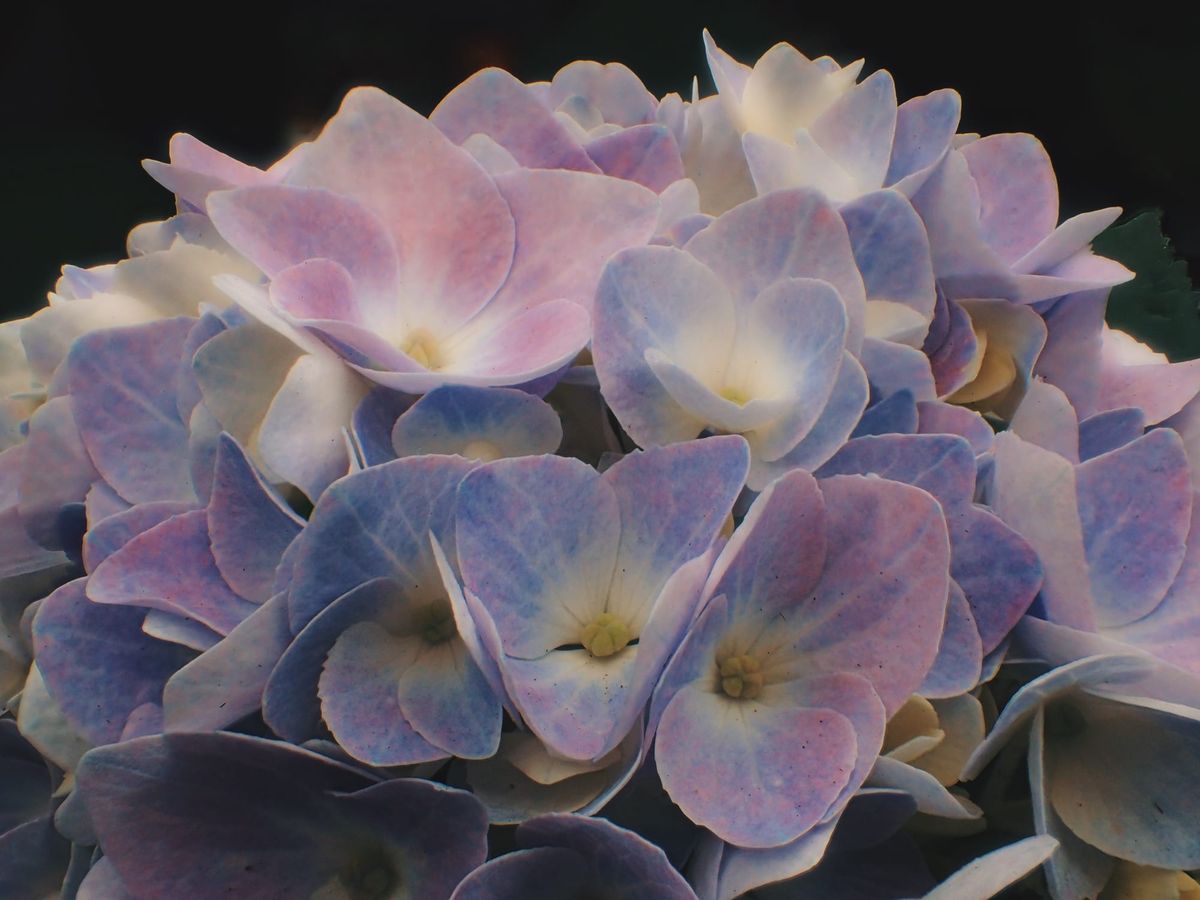 Close up of hydrangea blooms with blue, pink, purple, and white colors