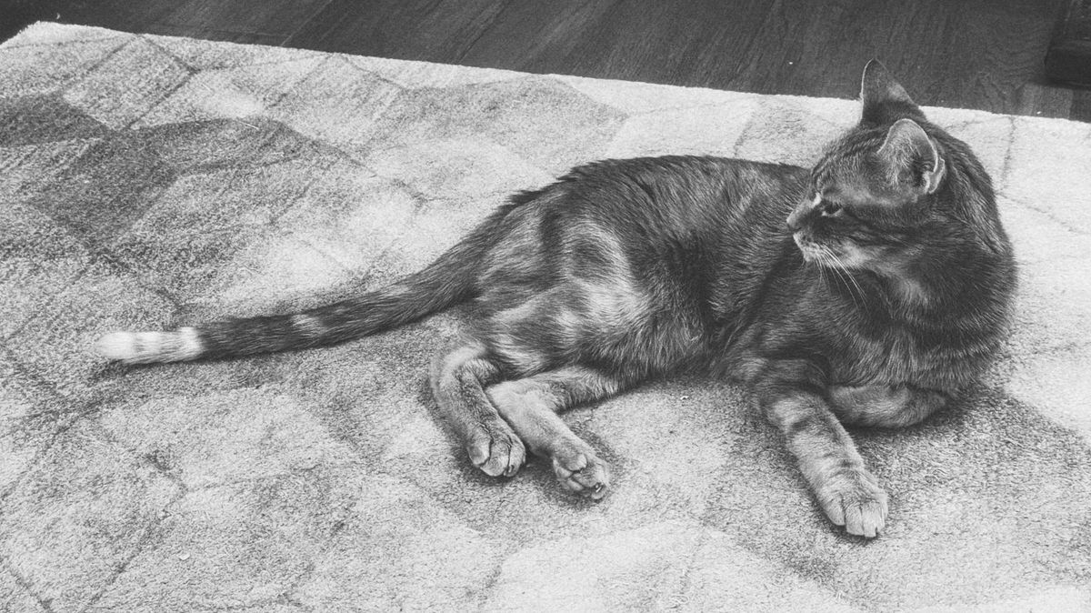 Black and white image of an orange tabby cat lying on his side on a rug with a geometric pattern, his left paw folded under his chest and tail sticking straight out