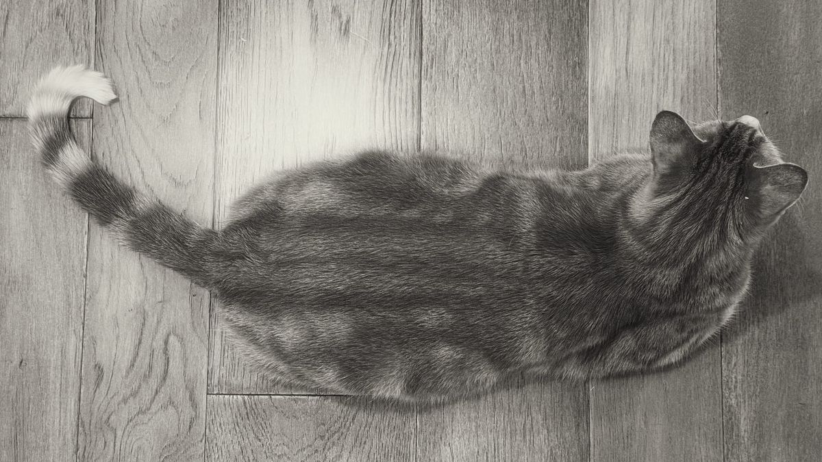 Black and white overhead view of a cat lying completely flat on a hardwood floor