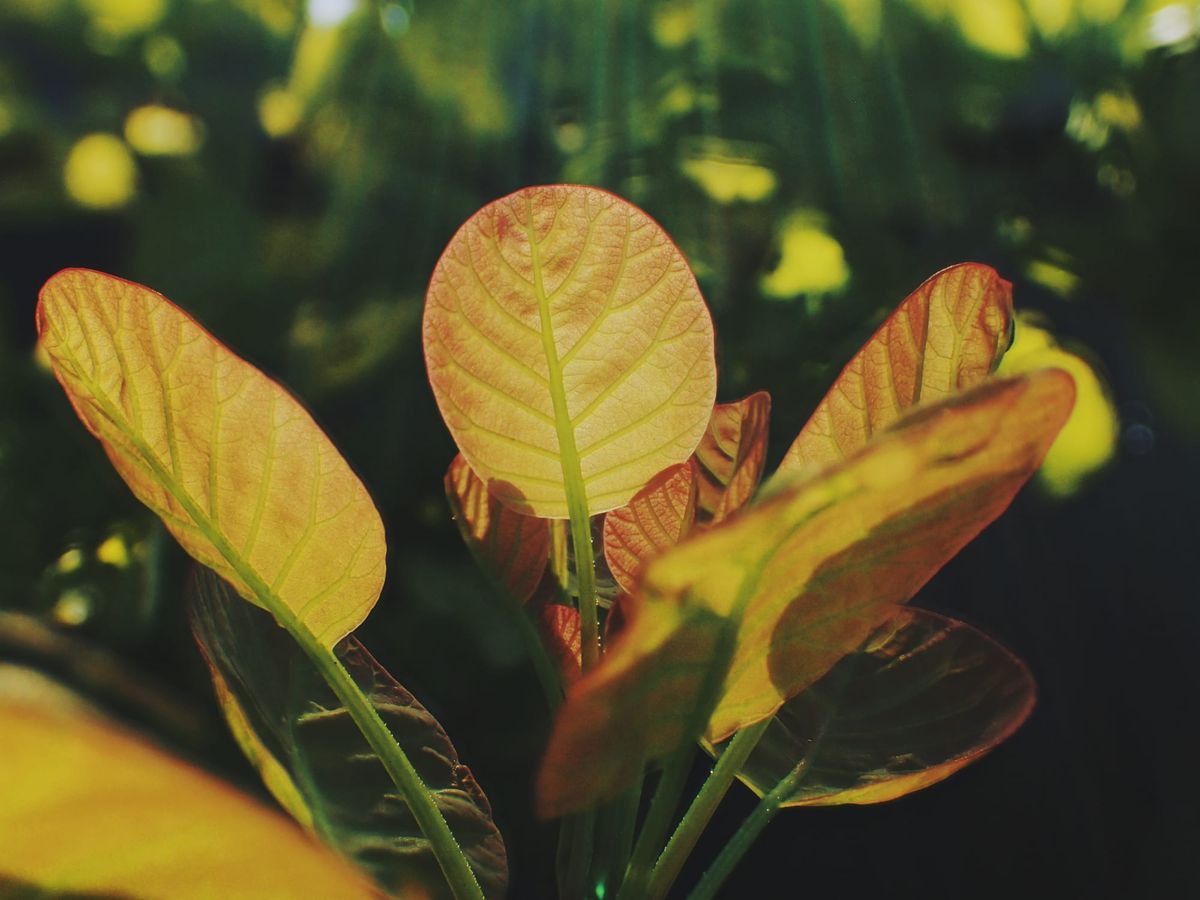 Close up picture of several rounded leaves with bright yellow shading and red accents around the edges, backlit by bright sunlight, some faint sun flare rays shining from top