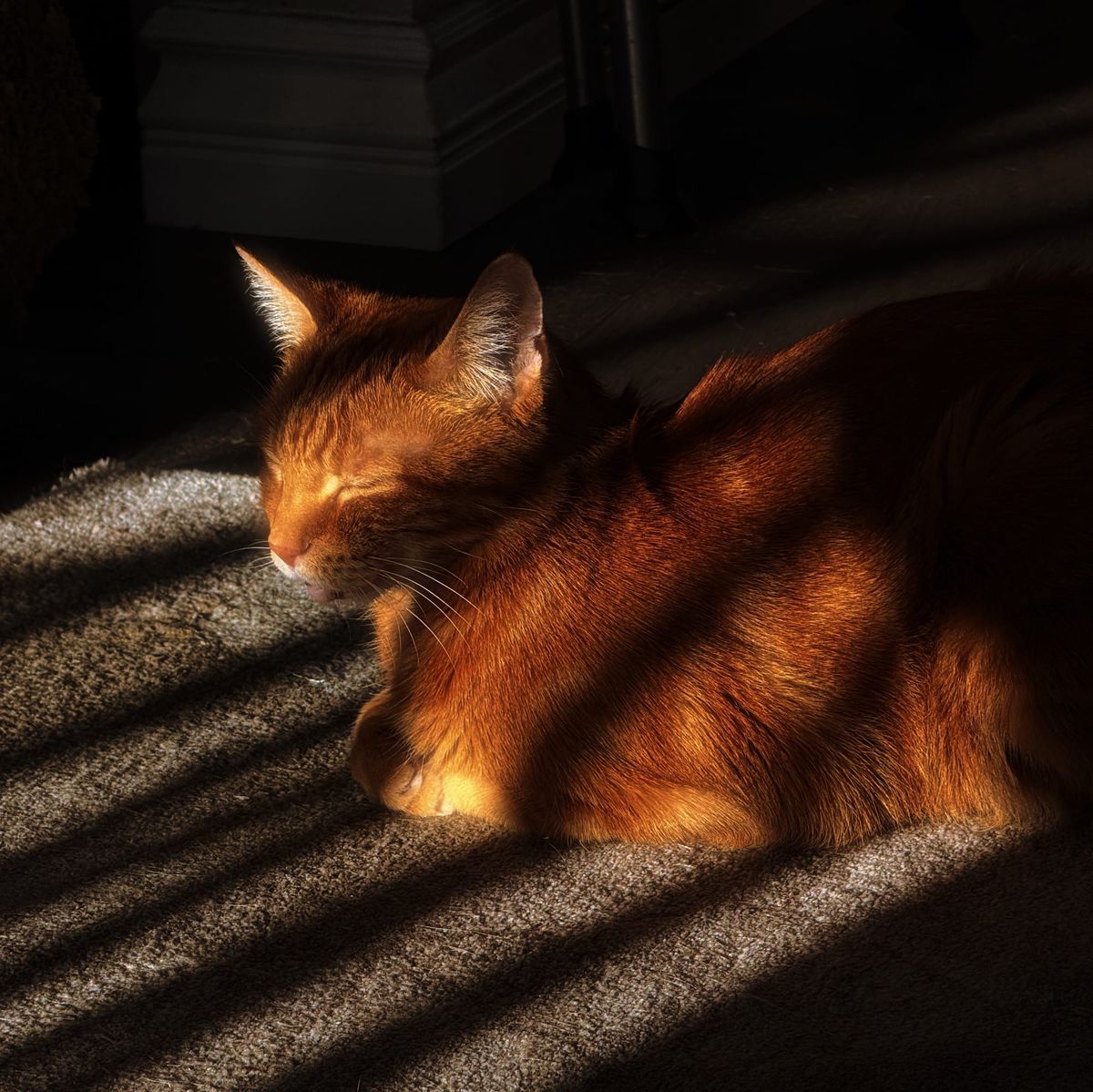 An orange tabby in "striped" shadow, with alternating strips of sunlight playing across his face and upper torso, background completely dark