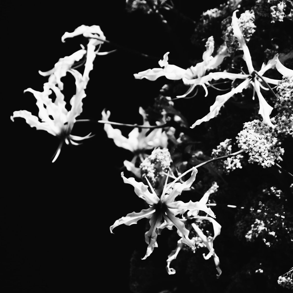 Black and white picture of white unknown flowers with interesting curly petal shapes against black background
