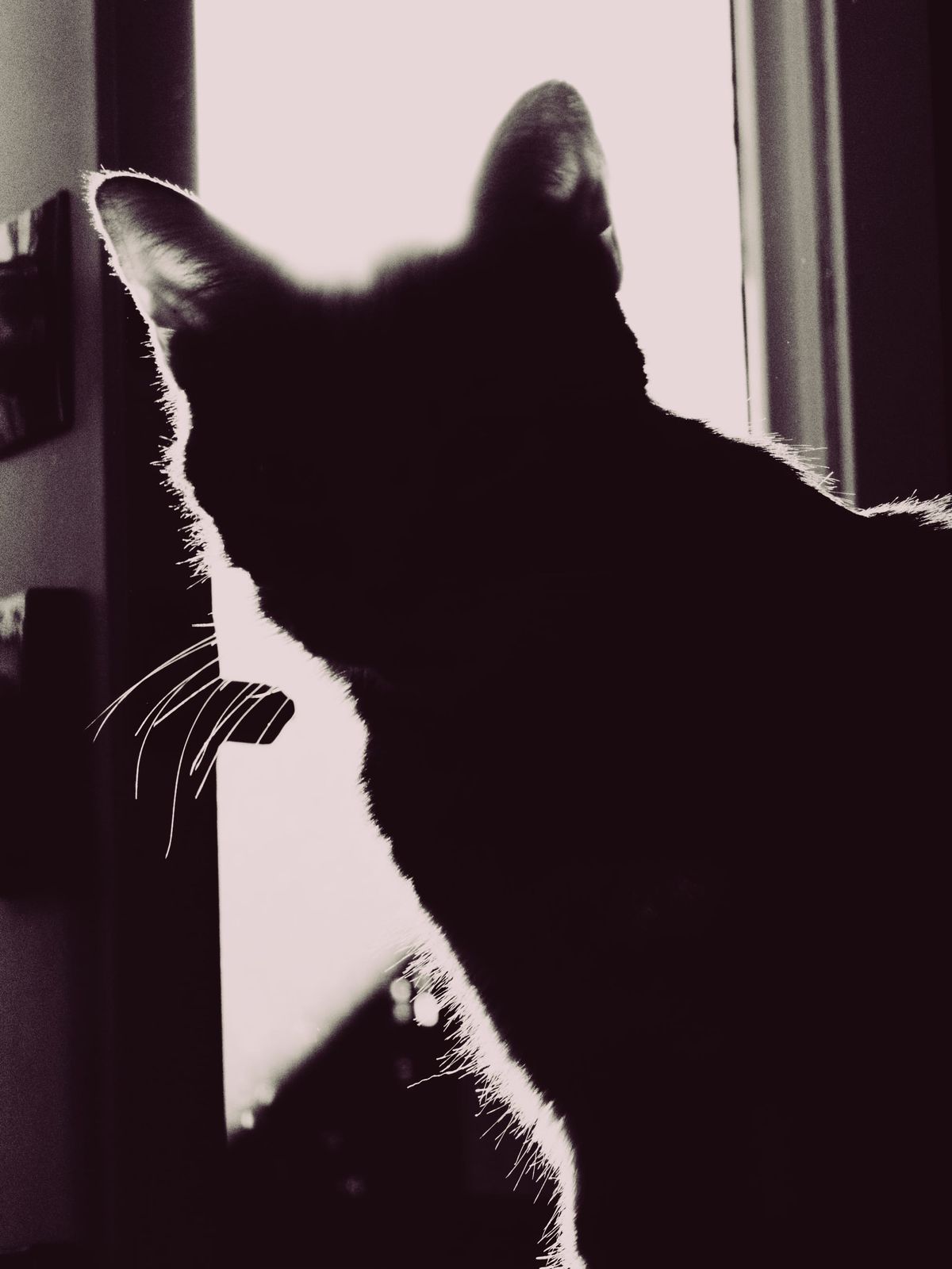 Strongly backlit monochrome portrait of an orange tabby sitting in front of a window, the texture of his whiskers and furry outline clearly visible against backlighting