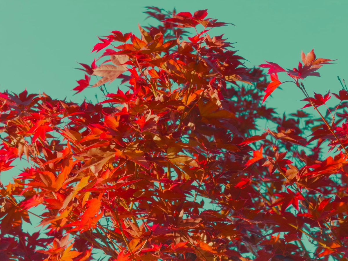 Very saturated image of bright red maple leaves against an unusually aqua sky