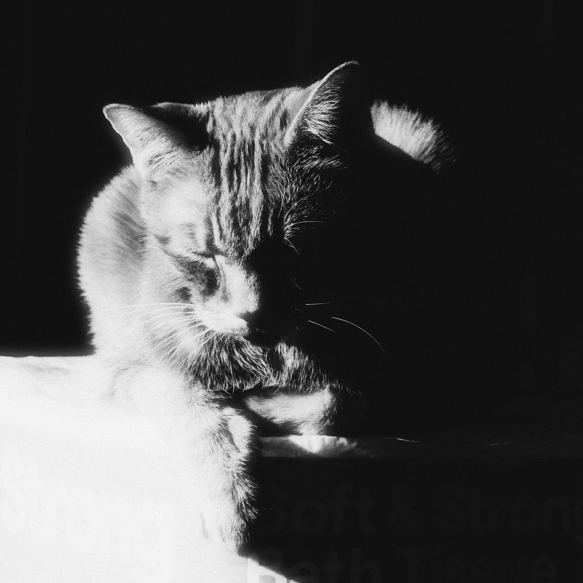 Somewhat dreamy black and white photo of an orange tabby loafing on a 12-pack of toilet paper (pack not very visible due to high contrast)