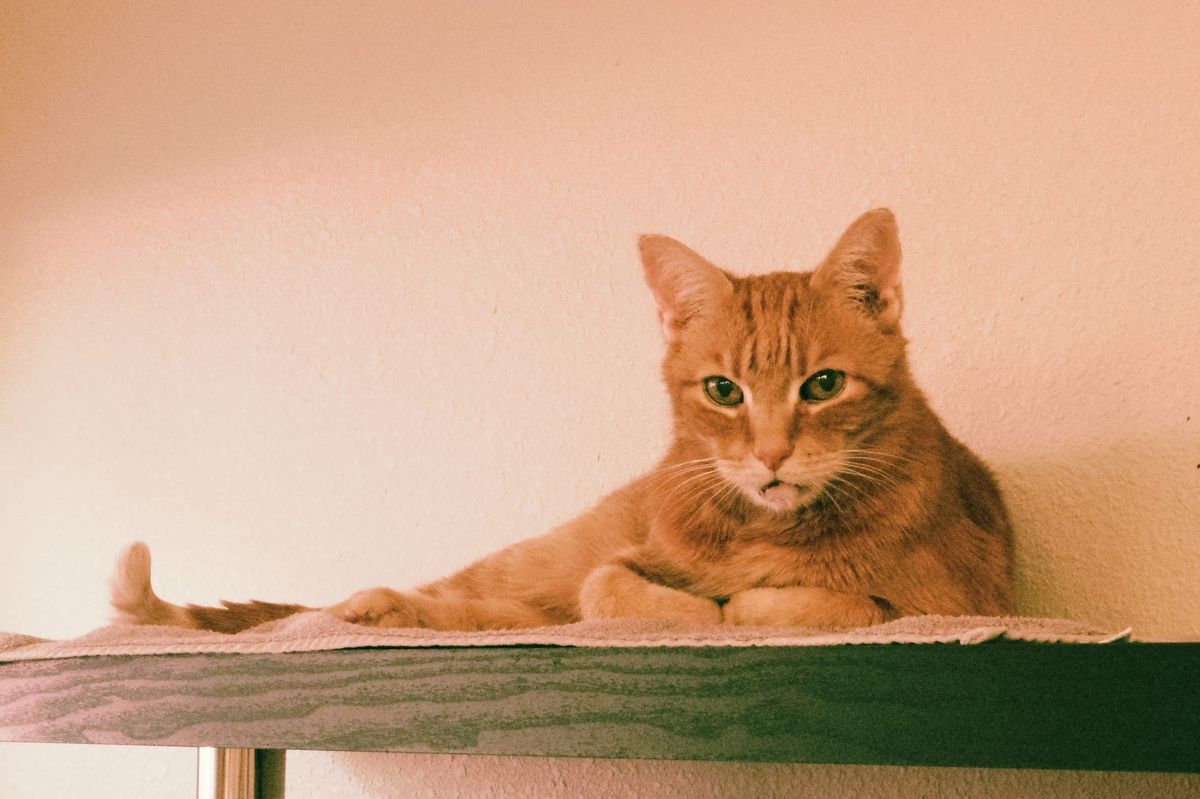 Desaturated, slightly green tinted picture of an orange tabby lying on a towel at the top of a shelving unit, his front paws folded under his chest