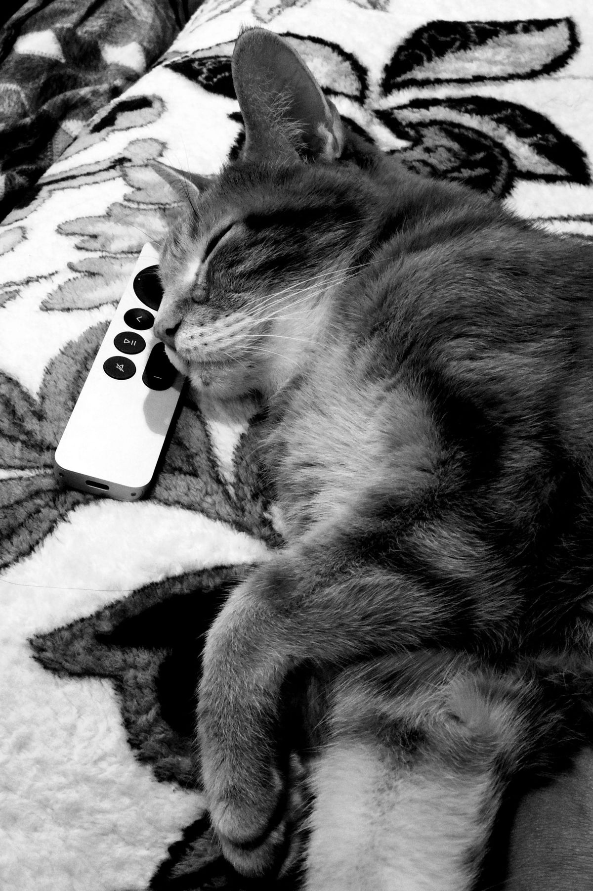 Black and white portrait-oriented image of an orange tabby lying down with his head partially on an Apple TV remote