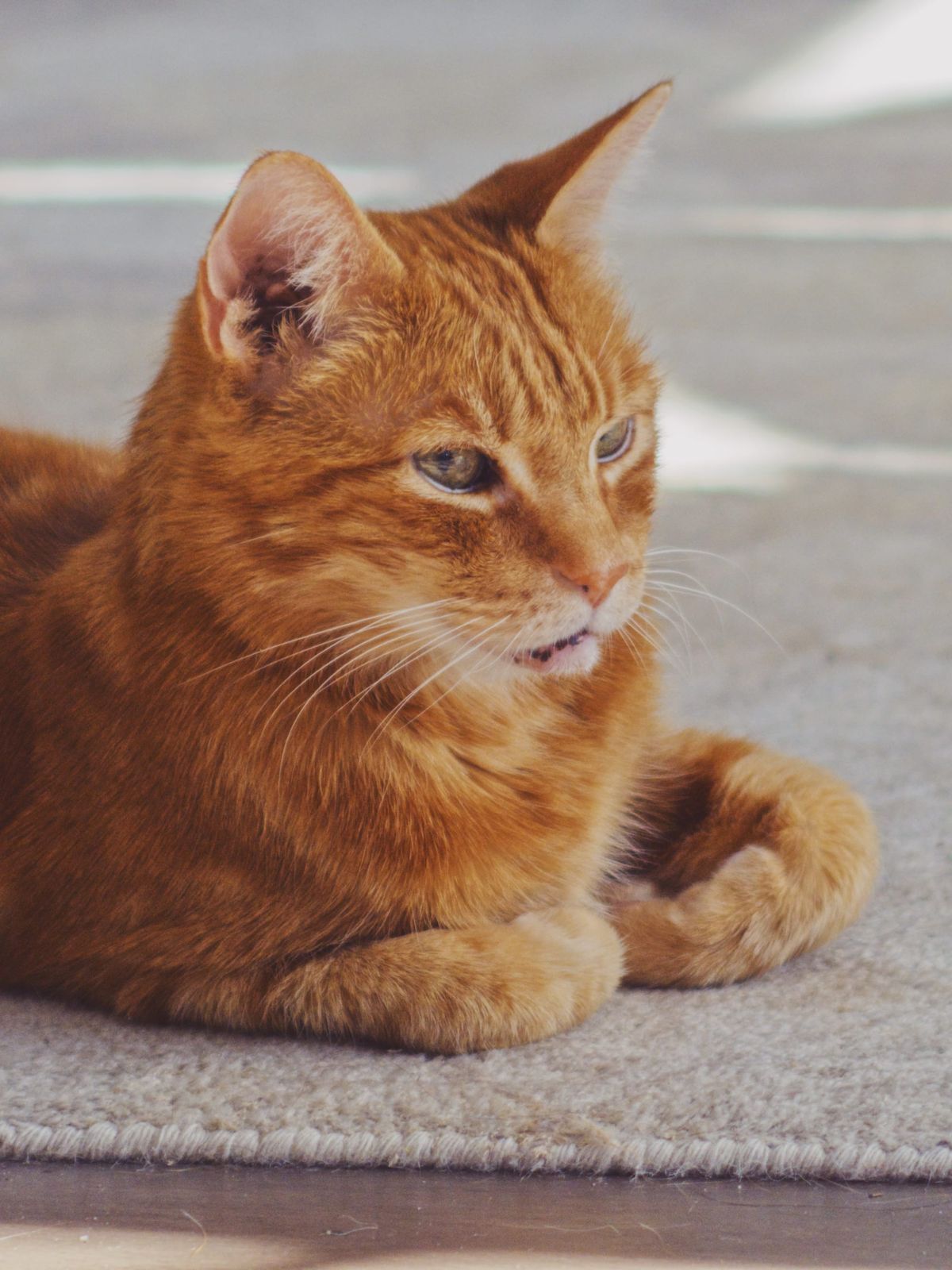 An orange tabby on a beige rug, looking off to the side of the camera, his paws folded under his chest