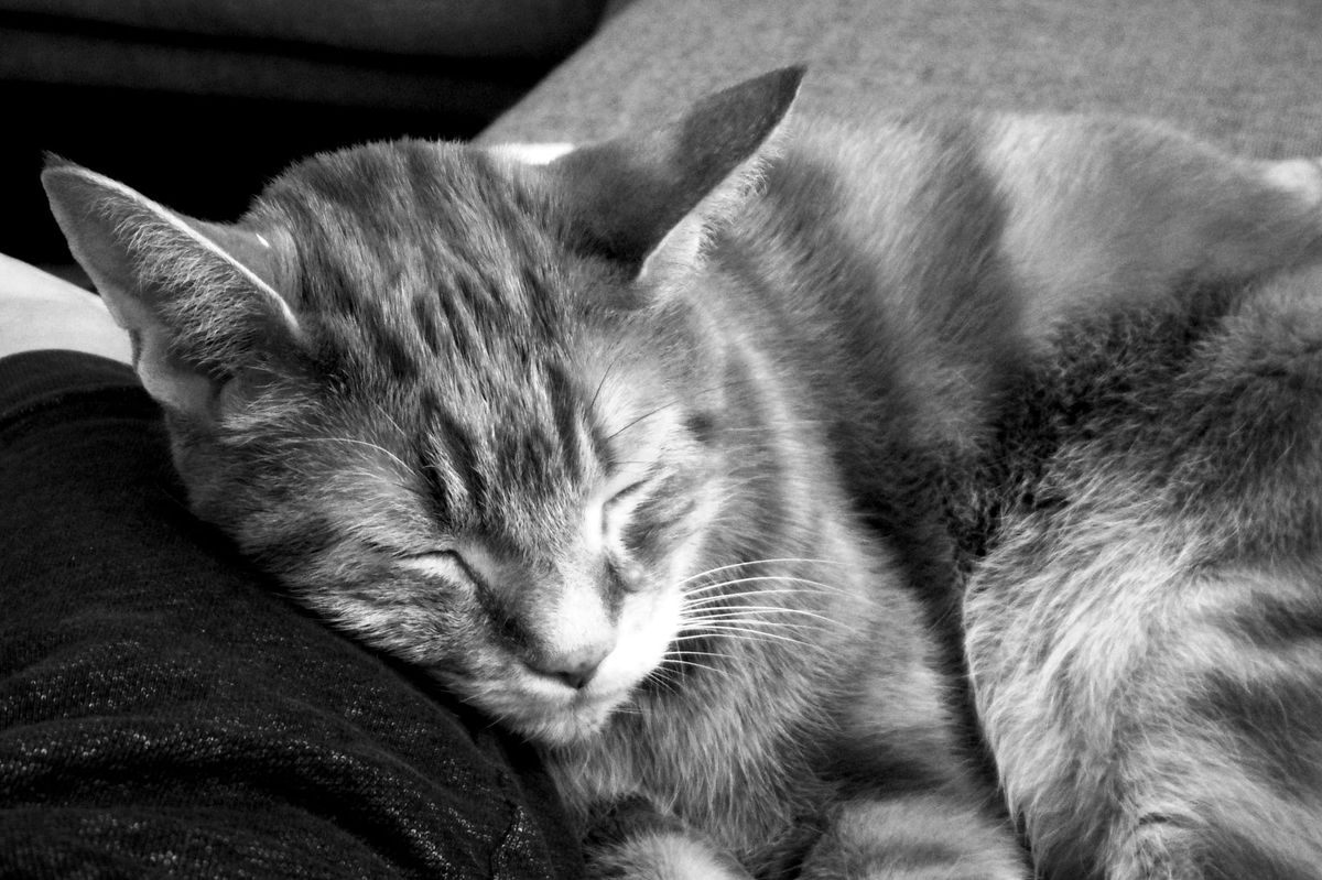 Black and white image of an orange tabby laying with his head against someone's leg, his eyes shut