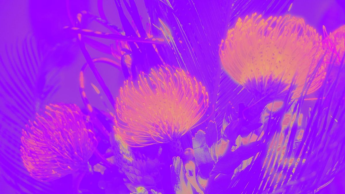 Surreal, dreamy image of three nodding pincushion flowers, with a vibrant purple background and neon orange-yellow flowers