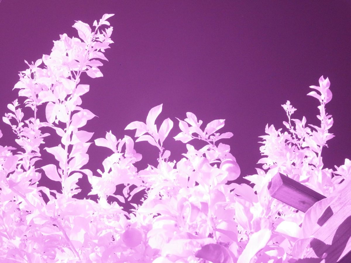 Infrared picture of orange tree branches against a clear sky, part of a wooden pergola visible in lower right corner; leaves are bright white with violet tint, sky is dark violet