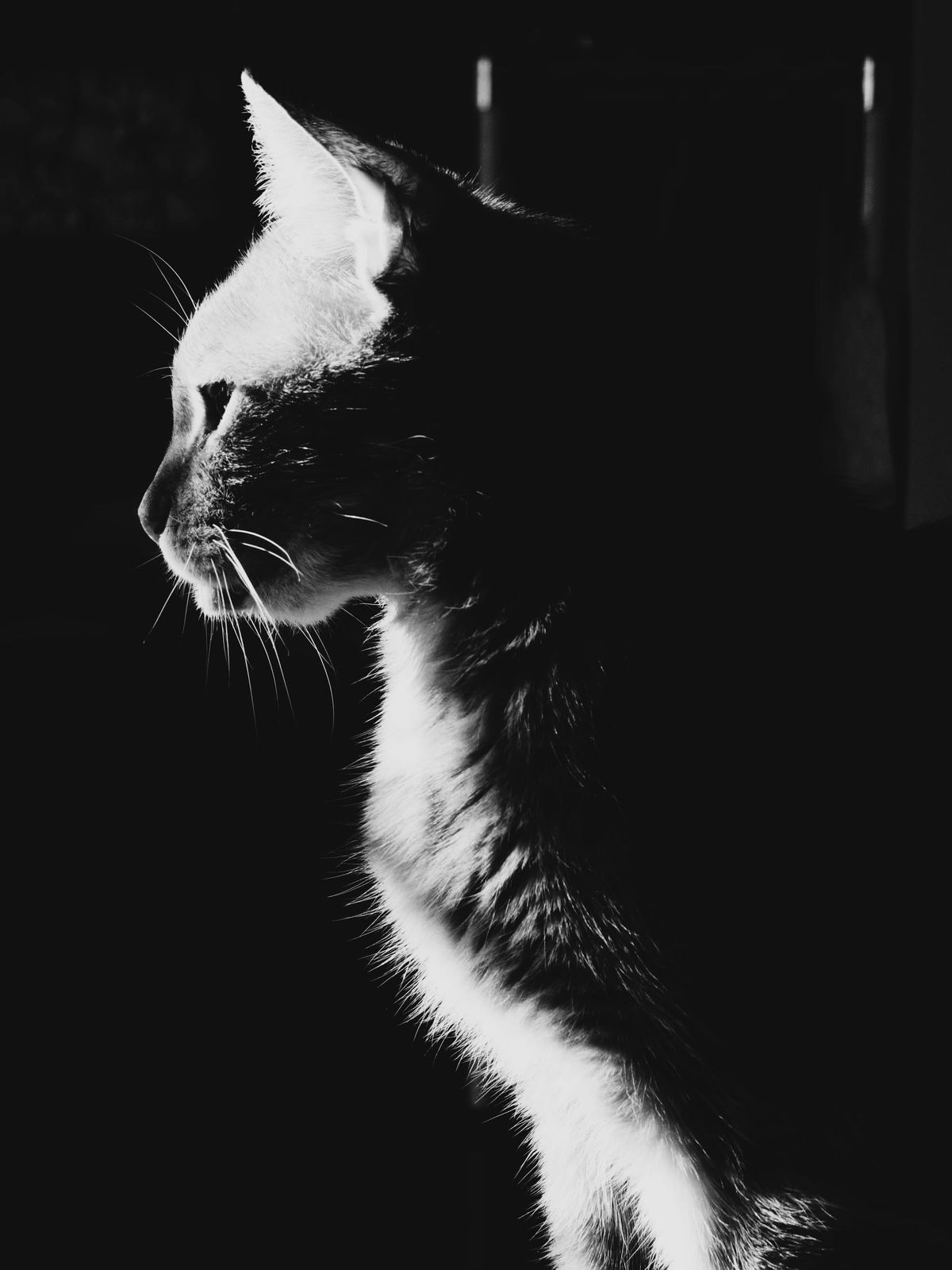 High-contrast, black and white photo of an orange tabby's upper torso side profile highlighted by bright sunlight