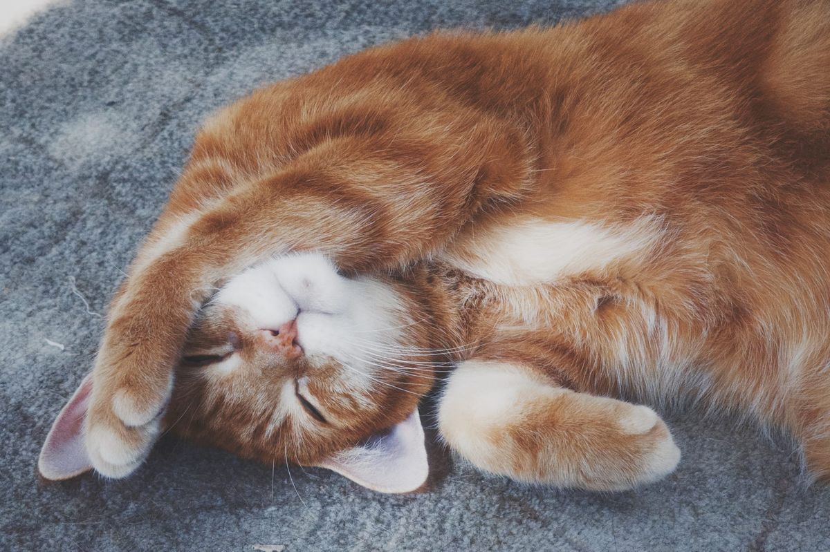 Orange tabby lying on the floor, his head upside down and his left paw draped over the side of his face