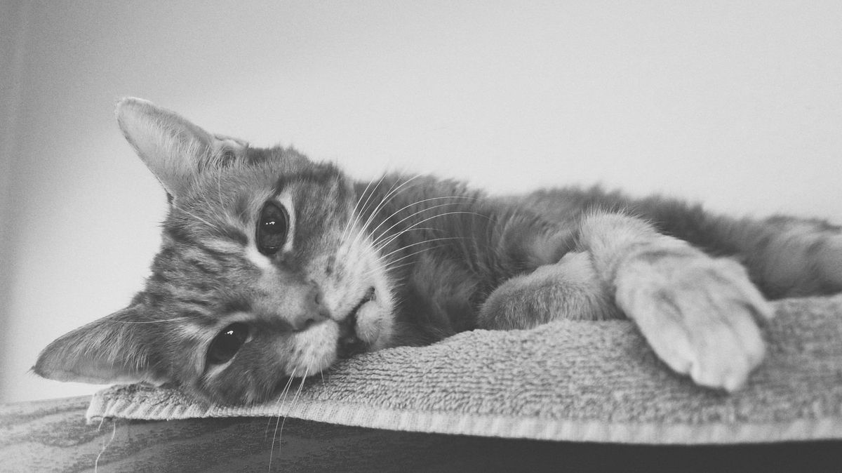 Black and white image of a cat lying down on a towel on a shelf, head resting cutely on the shelf with his left paw casually draped over the edge