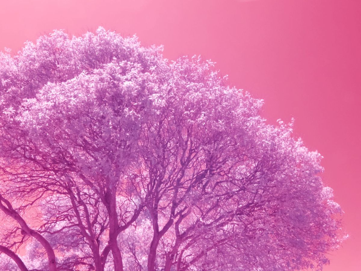 Surreally-colored infrared picture of a tree top against a clear sky: the tree's leaves are a violet/lavender, while the sky is a peachy pink