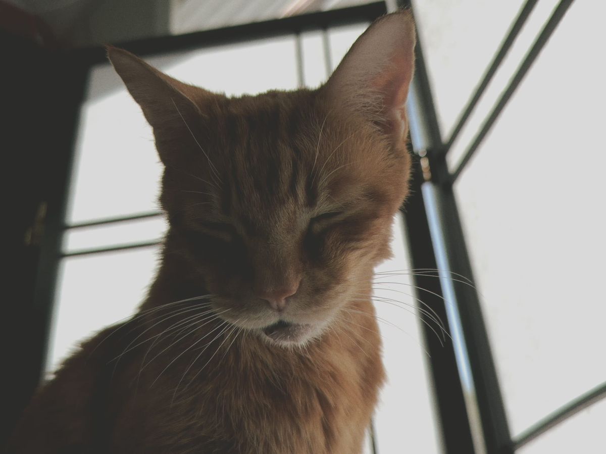 A desaturated picture of an orange tabby facing the camera with his eyes closed, in front of a backlit Japanese shoji screen