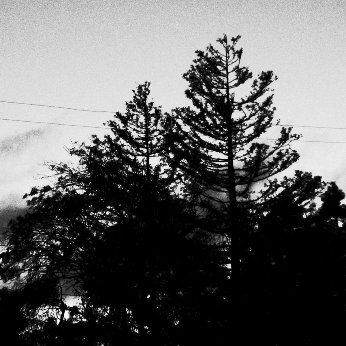 Noisy, high-contrast, black and white image of tree top silhouettes against a late evening sunset and partly cloudy sky, some power lines behind the trees