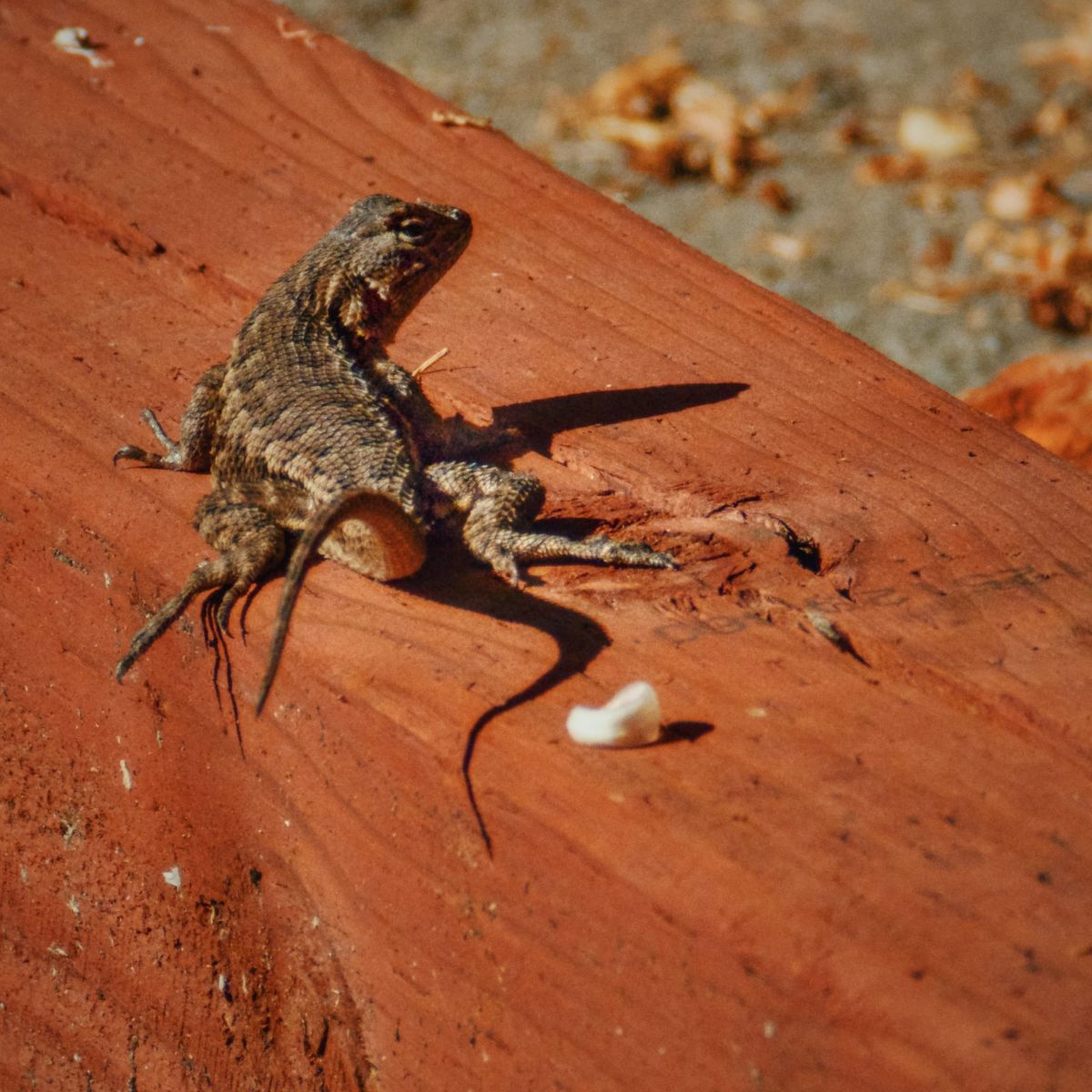 Telephoto image of a small brown lizard (Western Fence lizard?) sitting on a reddish brown plank of wood in the afternoon sun