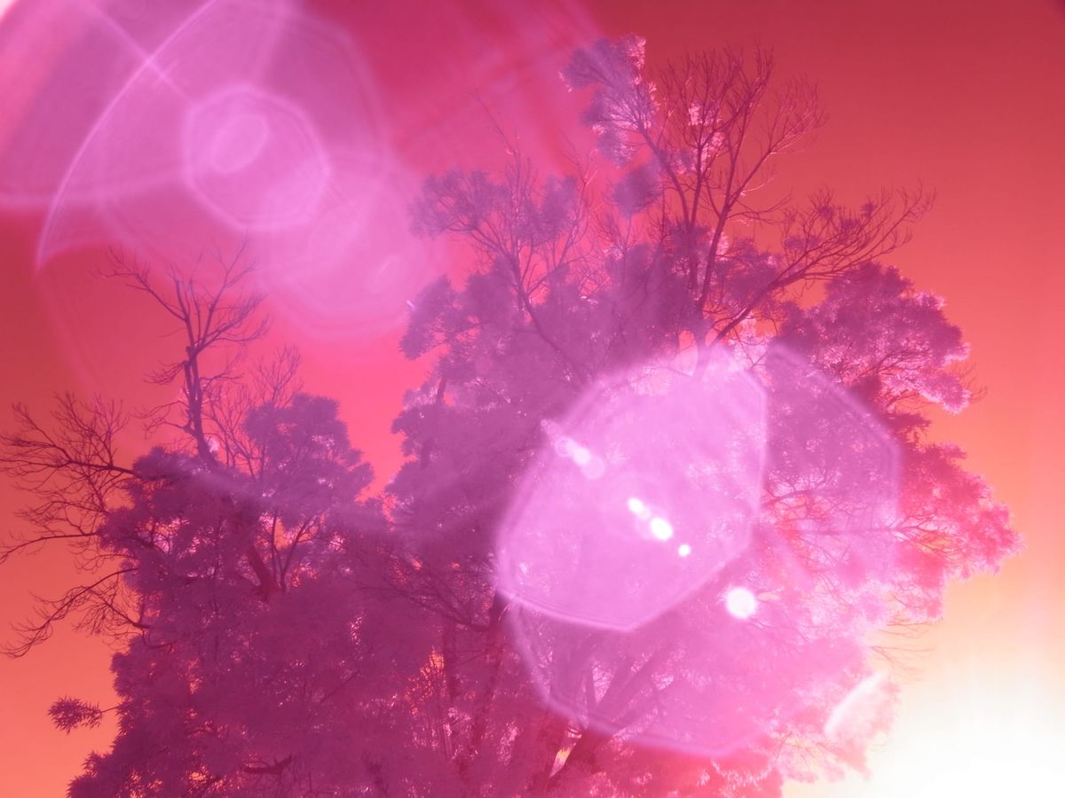 Infrared image looking up at a tree with major lens flare taking over the whole frame