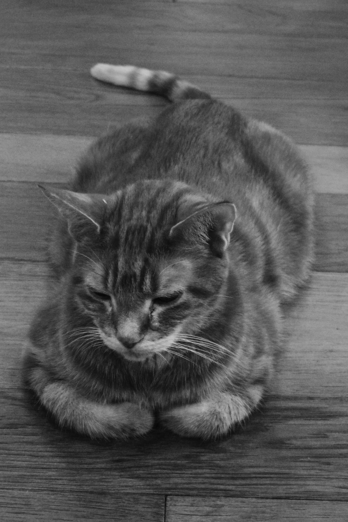 Black and white picture of an orange tabby lying flat on a hardwood floor, his paws tucked inward under his chest