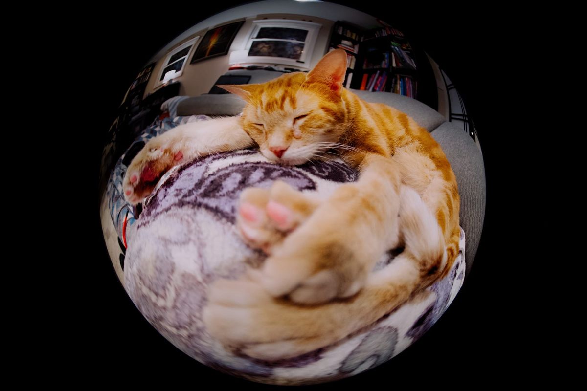 Close-up fisheye picture of an orange tabby lying on a sofa, his arms and body distorted by the very circular framing of the fisheye lens