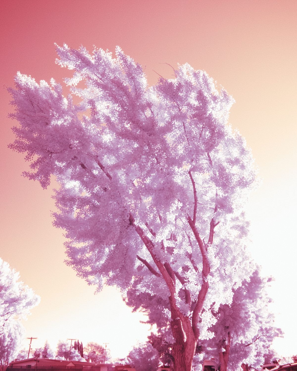 Infrared picture of a gingko tree at the side of a neighborhood road, curving toward the road, its leaves ethereal white in infrared